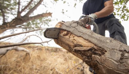 Nova lei sobre poda de árvores pode impulsionar expansão de mercado